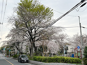 町内の桜