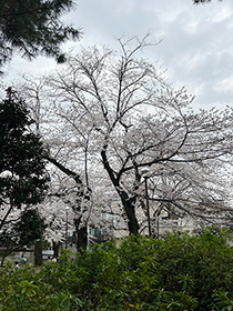 町内の桜